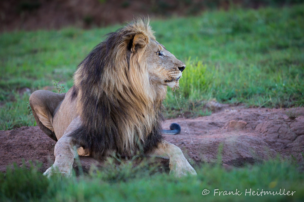 2016_12-pilanesberg-4-of-4